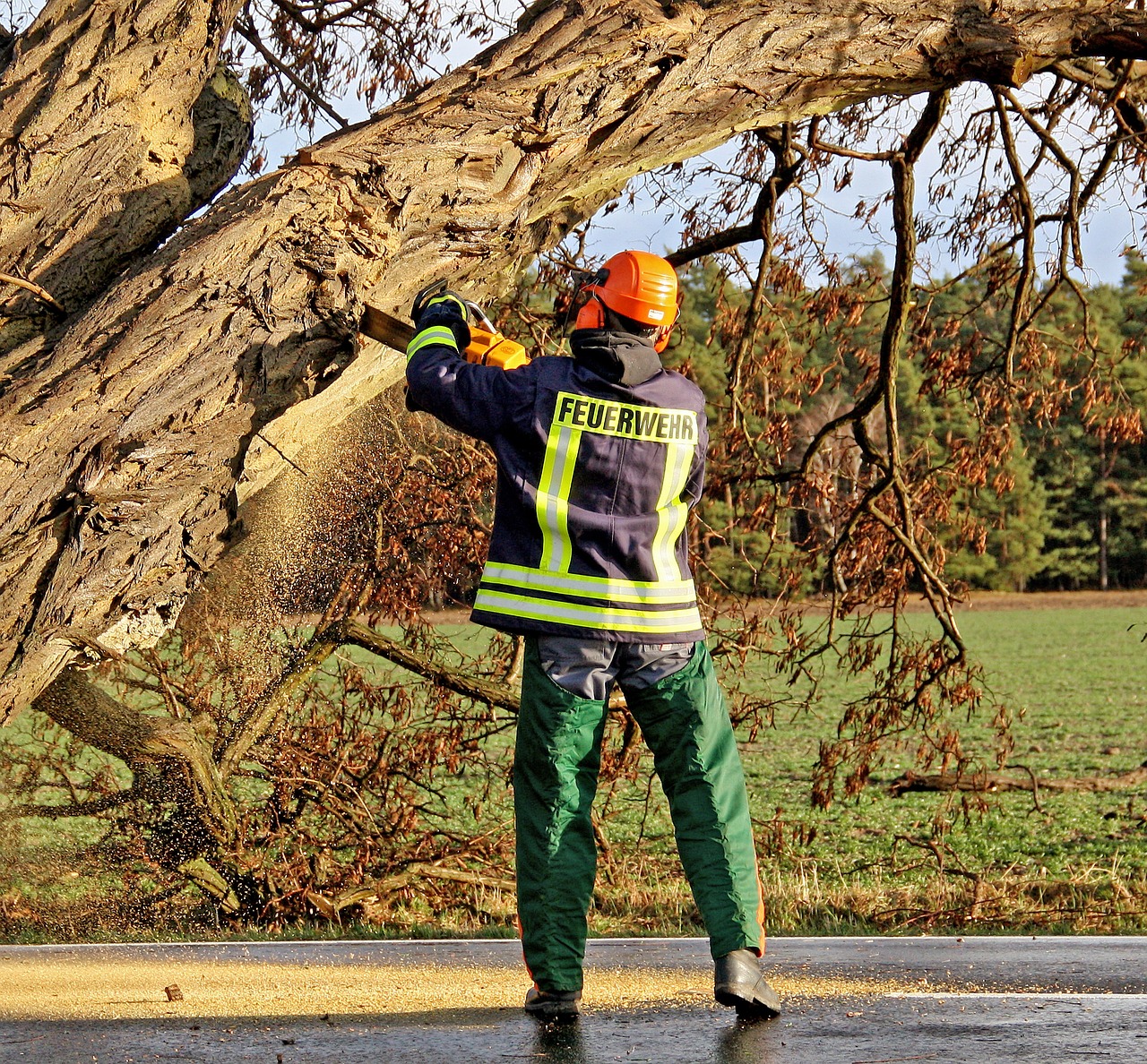 4 Reasons to Call an Emergency Tree Service