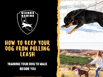 Stop the Pulling: How to Train Your Dog to Walk Nicely on Leash