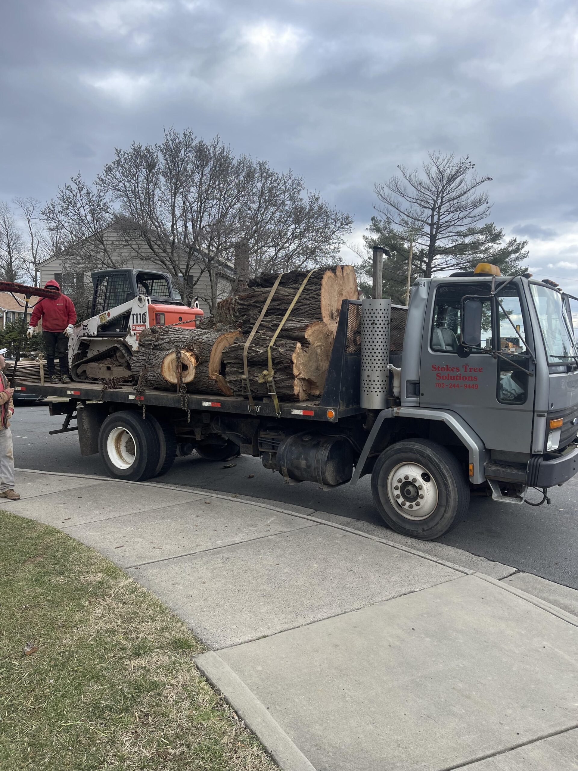 Enhancing Tree Health: Stokes Tree Solutions Provides Expert Assessment and Care in Fairfax, VA